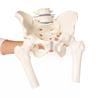 Pelvis masculina con sacro, 2 vértebras lumbares y fémur