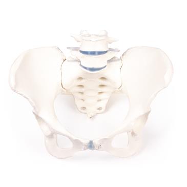 Pelvis femenina con sacro y 2 vértebras lumbares