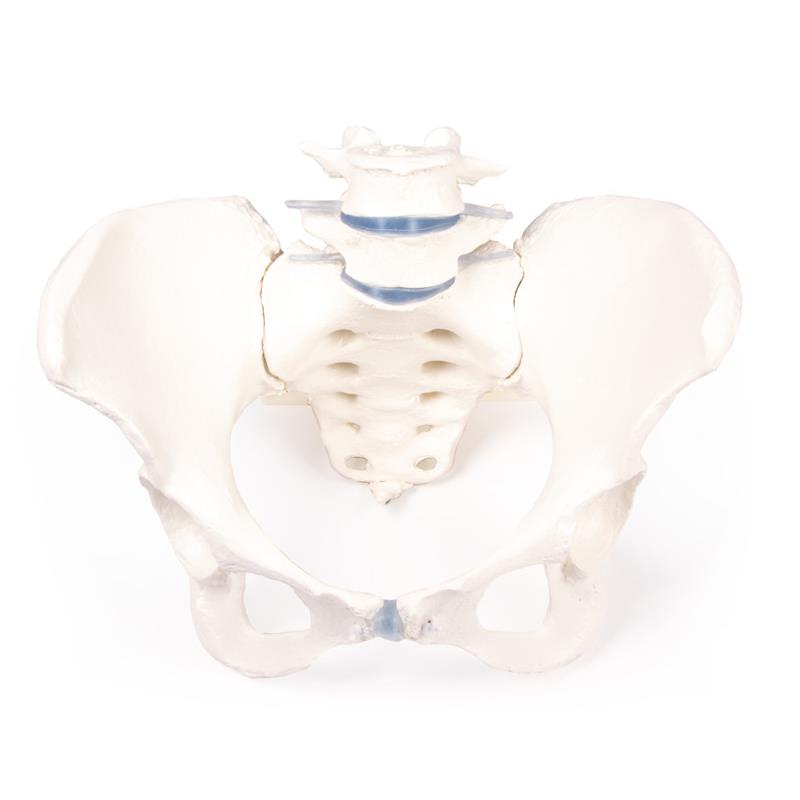 Pelvis femenina con sacro y 2 vértebras lumbares