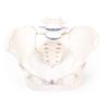 Pelvis femenina con sacro y 2 vértebras lumbares