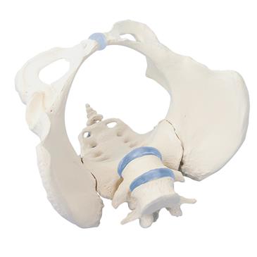 Pelvis femenina con sacro y 2 vértebras lumbares