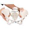 Pelvis femenina con sacro y 2 vértebras lumbares