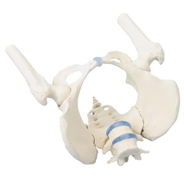 Pelvis femenina con sacro, 2 vértebras lumbares y fémur