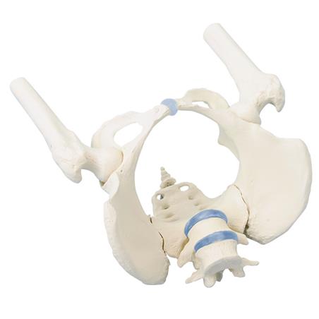 Pelvis femenina con sacro, 2 vértebras lumbares y fémur Pelvis femenina con sacro, 2 vértebras lumbares y fémur