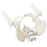 Pelvis femenina con sacro, 2 vértebras lumbares y fémur