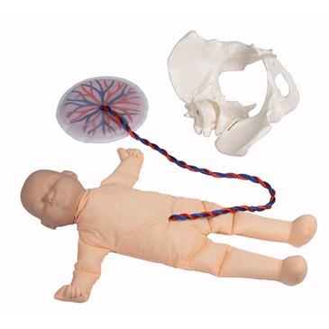 Pelvis femenina y muñeco feto con placenta