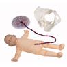 Pelvis femenina y muñeco feto con placenta