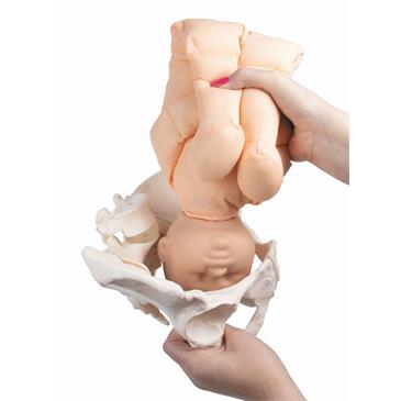 Pelvis femenina y muñeco feto con placenta