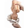 Pelvis femenina y muñeco feto con placenta