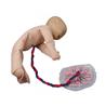 Pelvis femenina y muñeco feto con placenta
