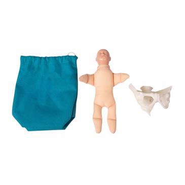 Pelvis femenina y muñeco feto en miniatura