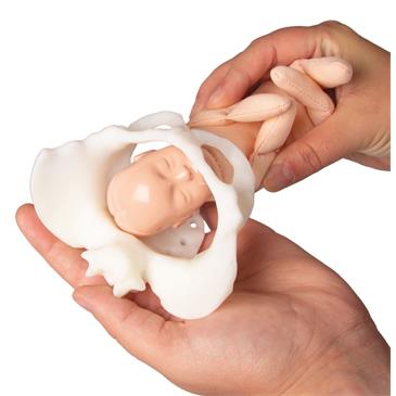 Pelvis femenina y muñeco feto en miniatura