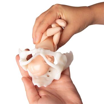 Pelvis femenina y muñeco feto en miniatura