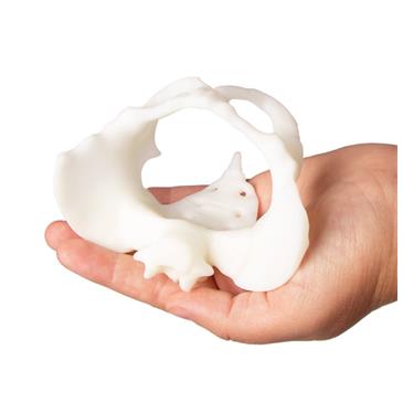 Pelvis femenina y muñeco feto en miniatura