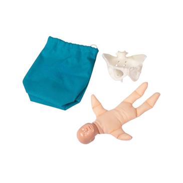 Pelvis femenina y muñeco feto en miniatura
