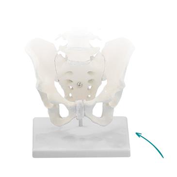 Soporte de mesa para columna vertebral