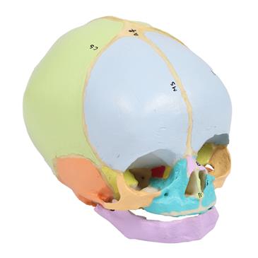 Modelo de cráneo fetal de semana 40 didáctico