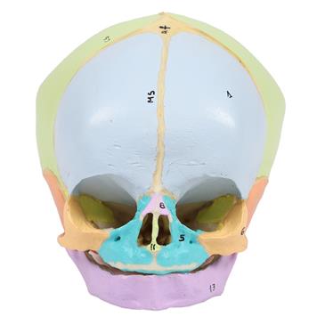 Modelo de cráneo fetal de semana 40 didáctico