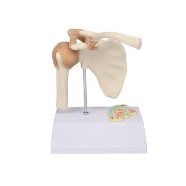 Articulación del hombro con corte transversal en miniatura