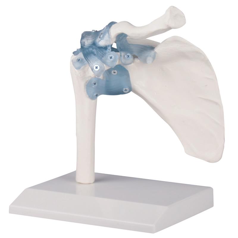 Articulación del hombro con ligamentos