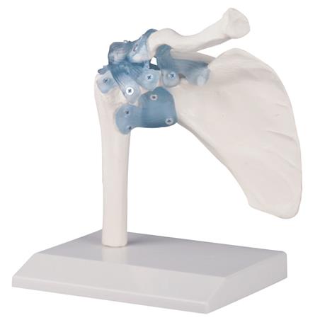 Articulación del hombro con ligamentos