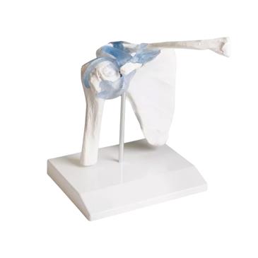 Articulación del hombro con ligamentos