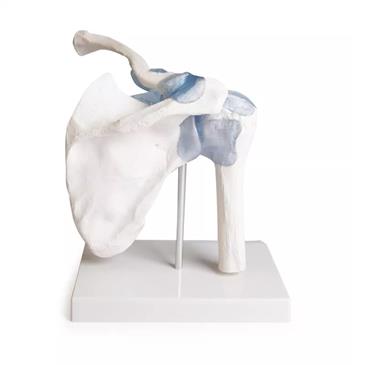 Articulación del hombro con ligamentos