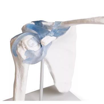 Articulación del hombro con ligamentos