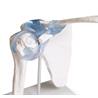 Articulación del hombro con ligamentos