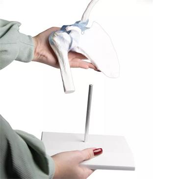 Articulación del hombro con ligamentos