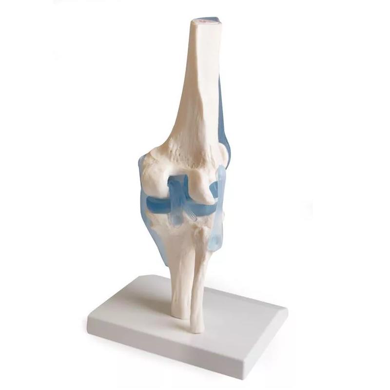 Articulación de rodilla con ligamentos