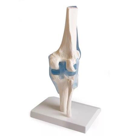 Articulación de rodilla con ligamentos Articulación de rodilla con ligamentos