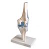 Articulación de rodilla con ligamentos