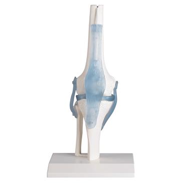 Articulación de rodilla con ligamentos