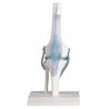 Articulación de rodilla con ligamentos