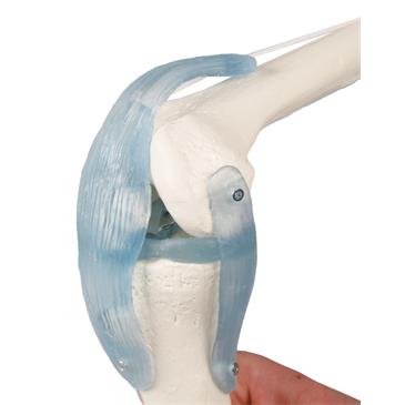 Articulación de rodilla con ligamentos