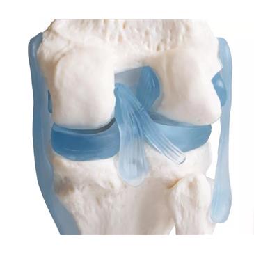 Articulación de rodilla con ligamentos
