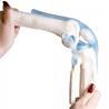 Articulación de rodilla con ligamentos