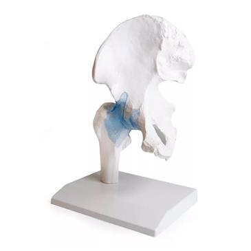Articulación de cadera con ligamentos