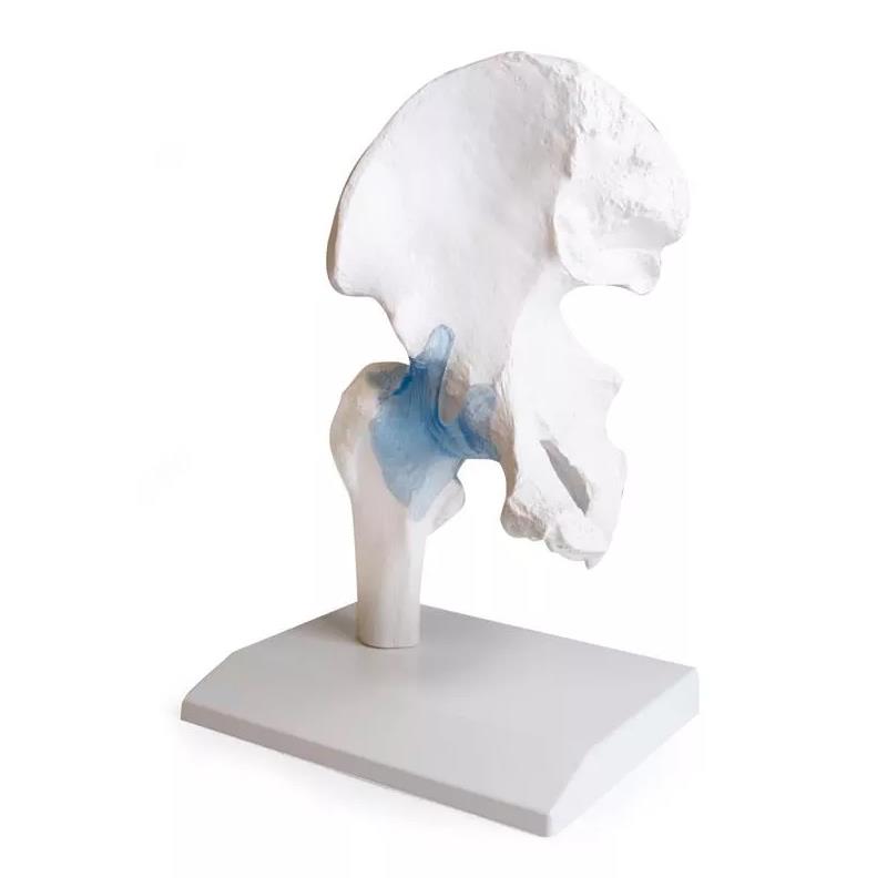 Articulación de cadera con ligamentos