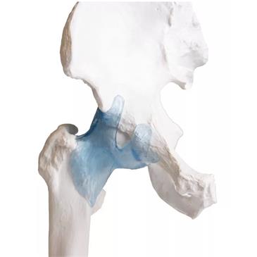 Articulación de cadera con ligamentos
