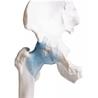 Articulación de cadera con ligamentos