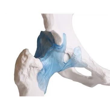 Articulación de cadera con ligamentos