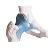 Articulación de cadera con ligamentos