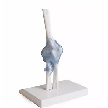 Articulación del codo con ligamentos