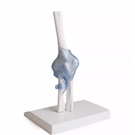 Articulación del codo con ligamentos Articulación del codo con ligamentos