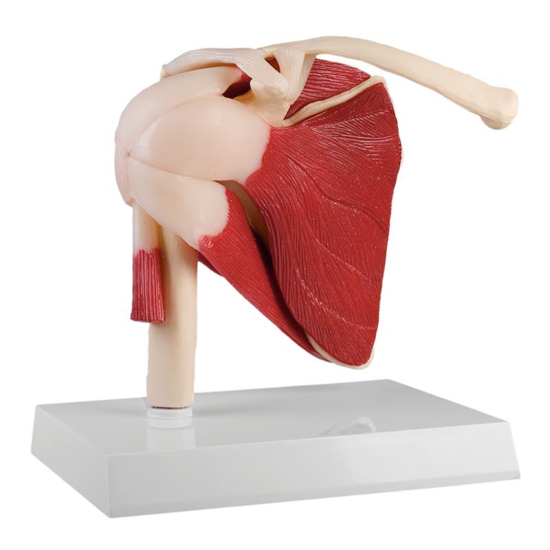 Articulación del hombro a tamaño natural con músculos