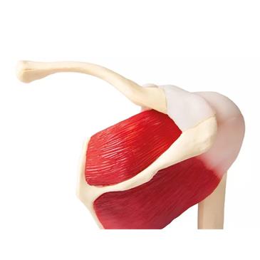 Articulación del hombro a tamaño natural con músculos