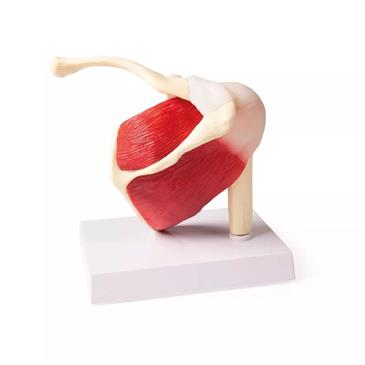 Articulación del hombro a tamaño natural con músculos