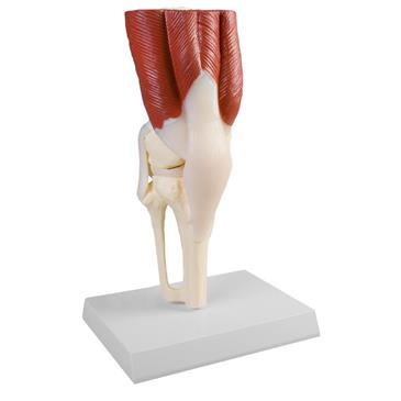 Articulación de rodilla a tamaño natural con músculos